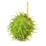 Image of Castor Oil Fruit
