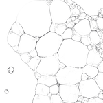 Collagen peptide