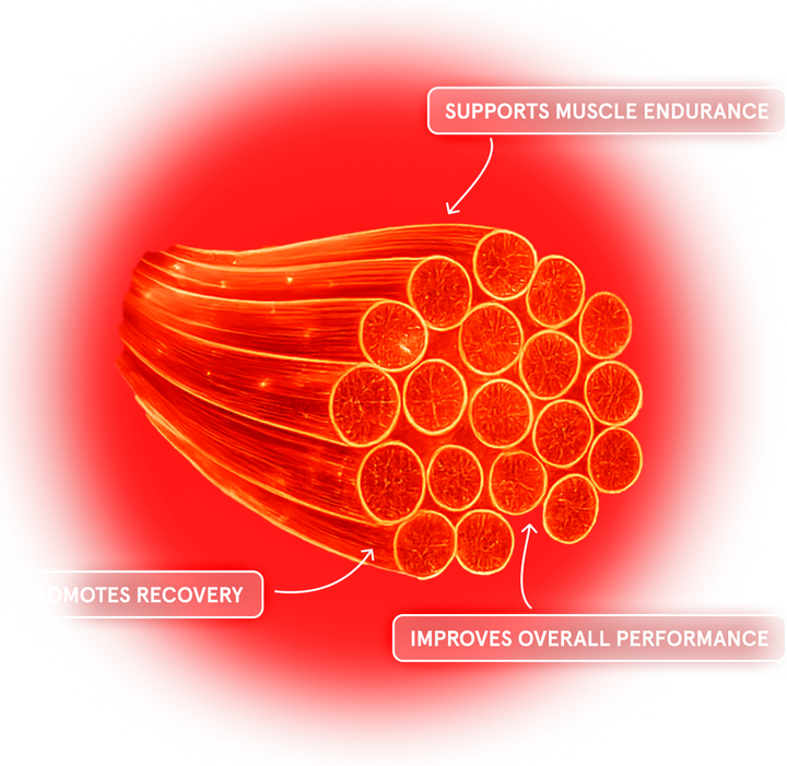 red light effect on muscles