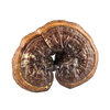 Image of Reishi Mushroom