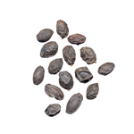 Image of Saw Palmetto seed.