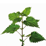 image of Stinging Nettle leaves