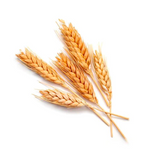 Image of Wheat Protein.