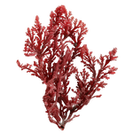 Red algae