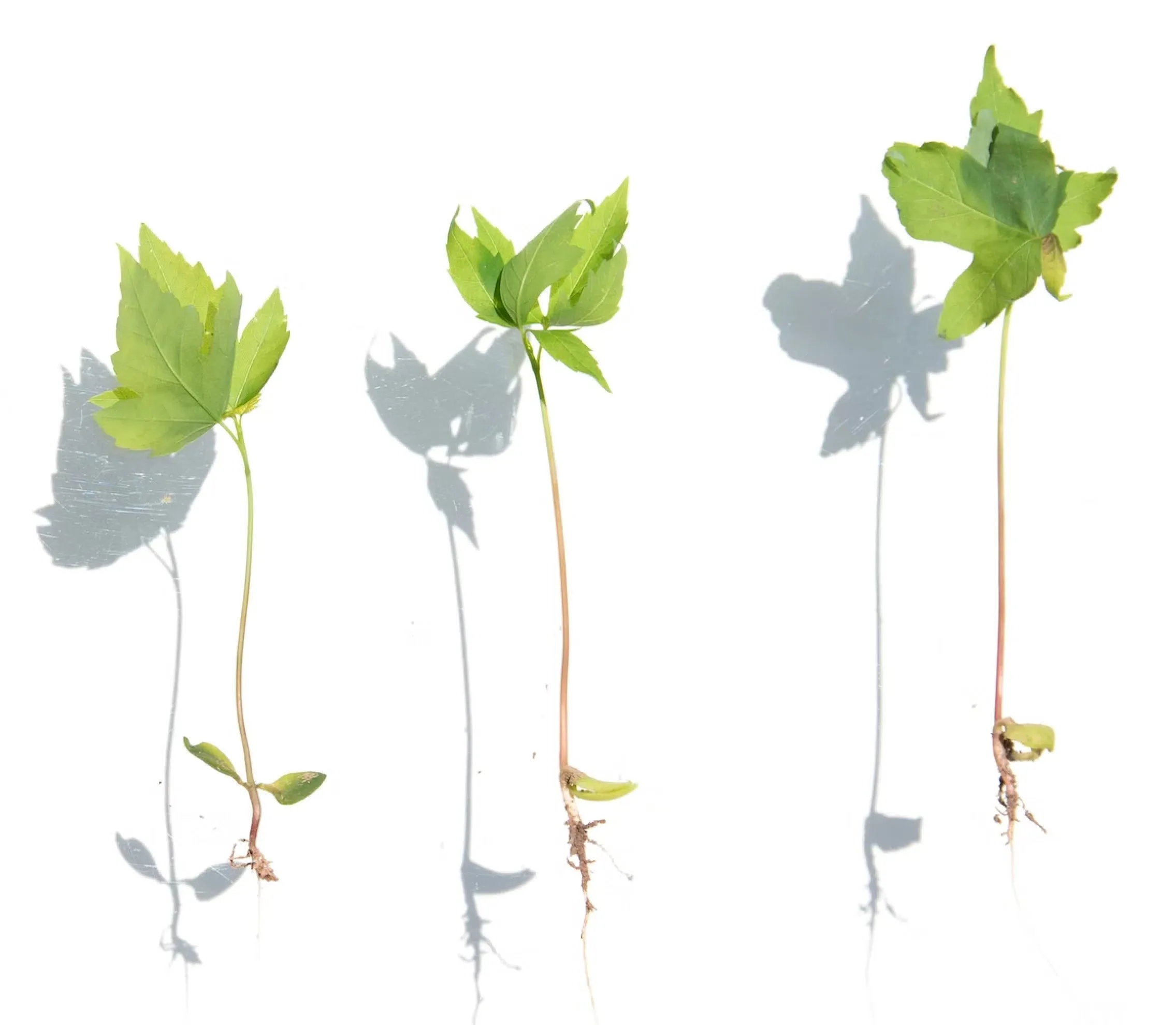 Image of Plants