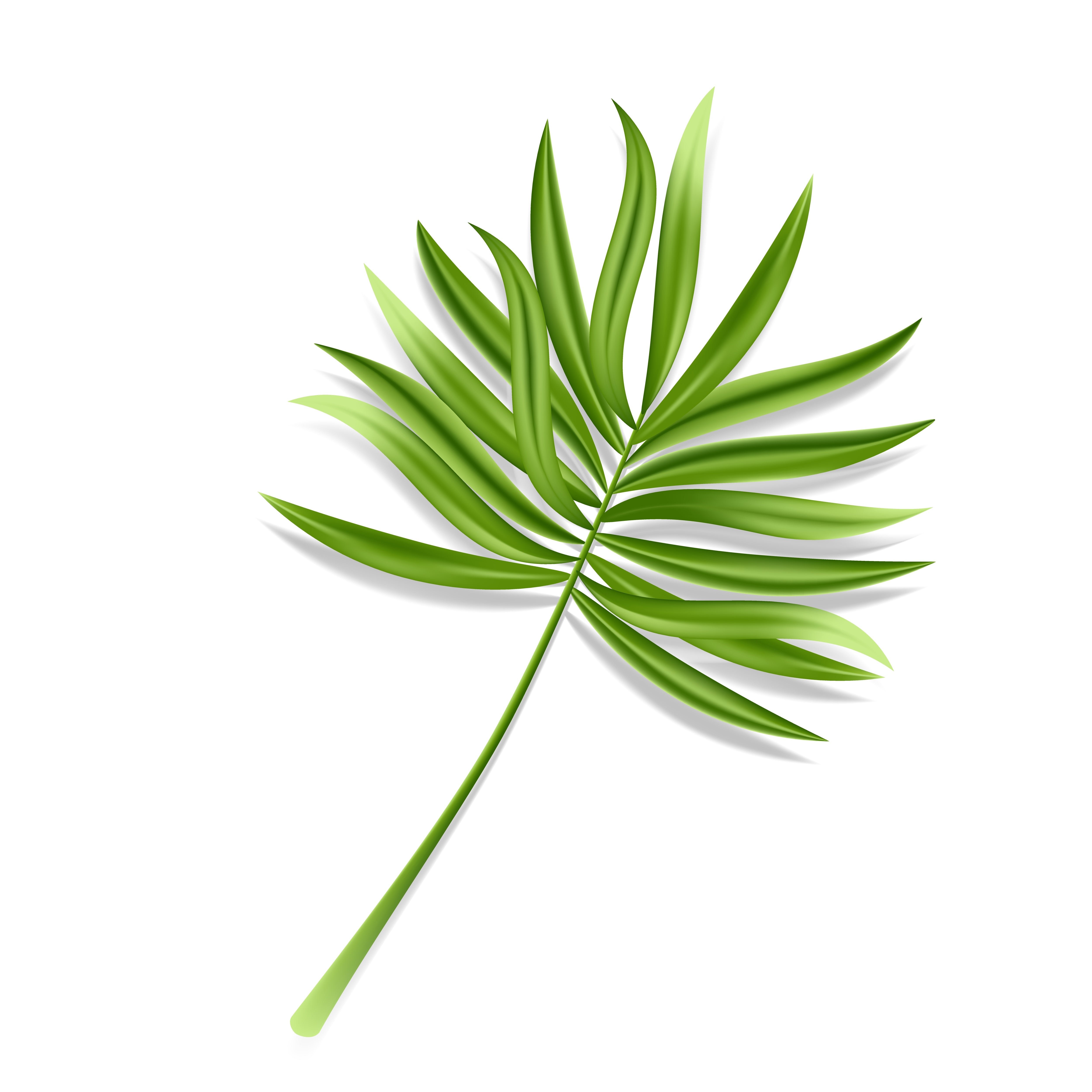 Green palm leaf on a white background.